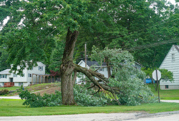 Palm Tree Trimming in Hillsboro, MO